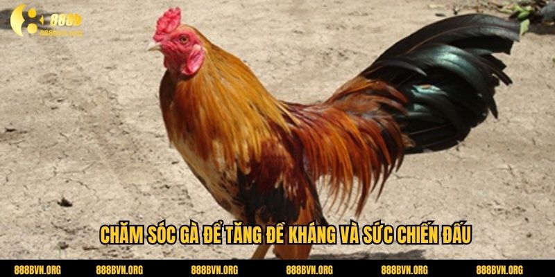 Chăm sóc gà để tăng đề kháng và sức chiến đấu