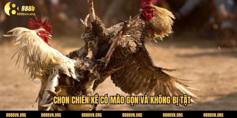 Chọn chiến kê có mào gọn và không bị tật