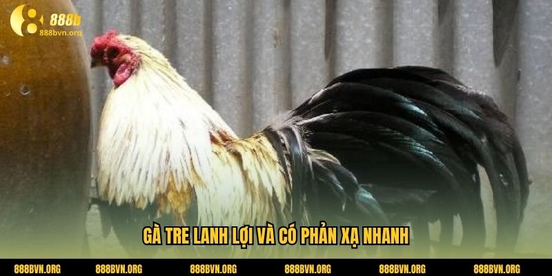 Gà tre lanh lợi và có phản xạ nhanh