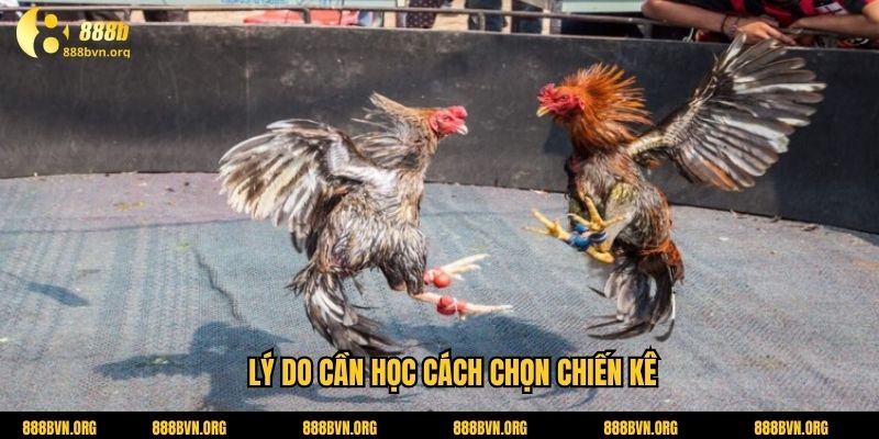 Lý do cần học cách chọn chiến kê