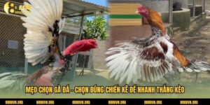 Mẹo Chọn Gà Đá - Chọn Đúng Chiến Kê Để Nhanh Thắng Kèo