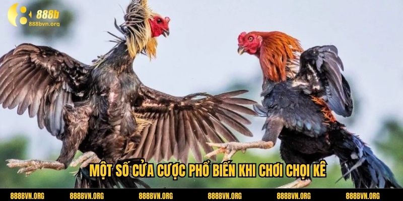 Một số cửa cược phổ biến khi chơi chọi kê