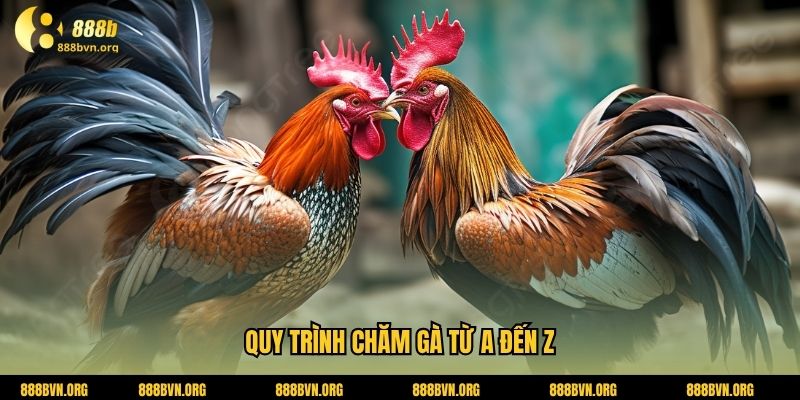 Quy trình chăm gà từ A đến Z