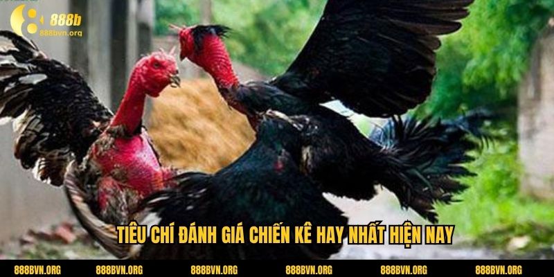 Tiêu chí đánh giá chiến kê hay nhất hiện nay